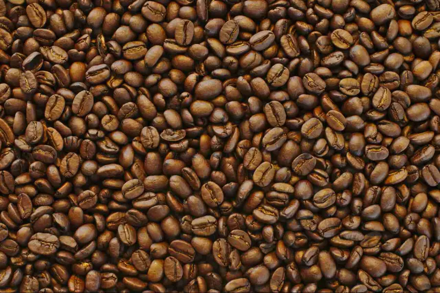 Varietà arabica: curiosità su una vera chicca per gli amanti del caffè